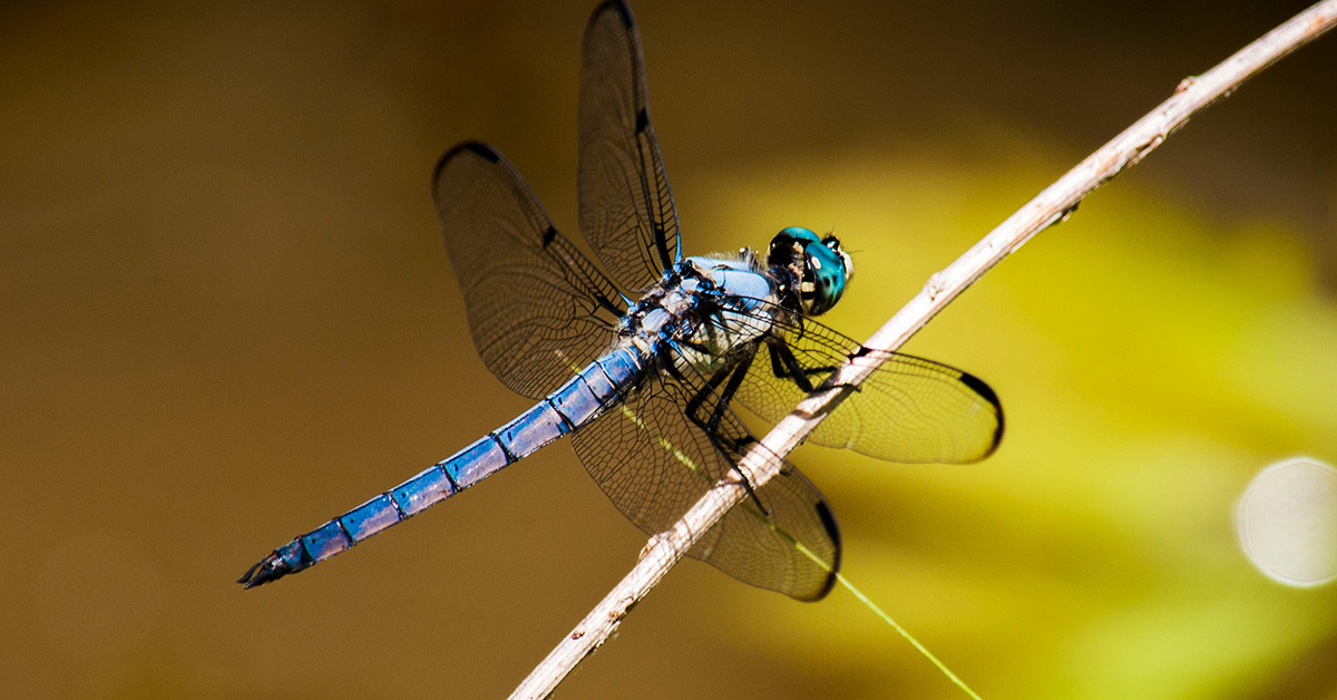 Detail Images Of A Dragonfly Nomer 29