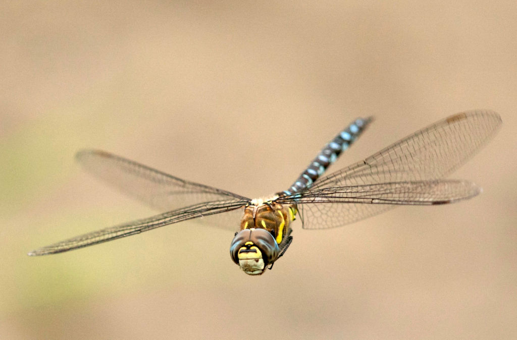 Detail Images Of A Dragonfly Nomer 33