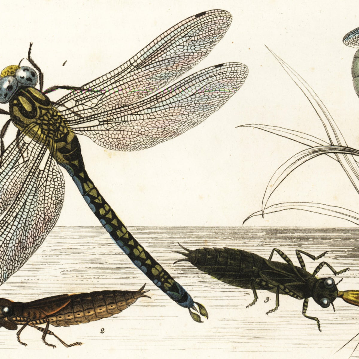 Detail Images Of A Dragonfly Nomer 34
