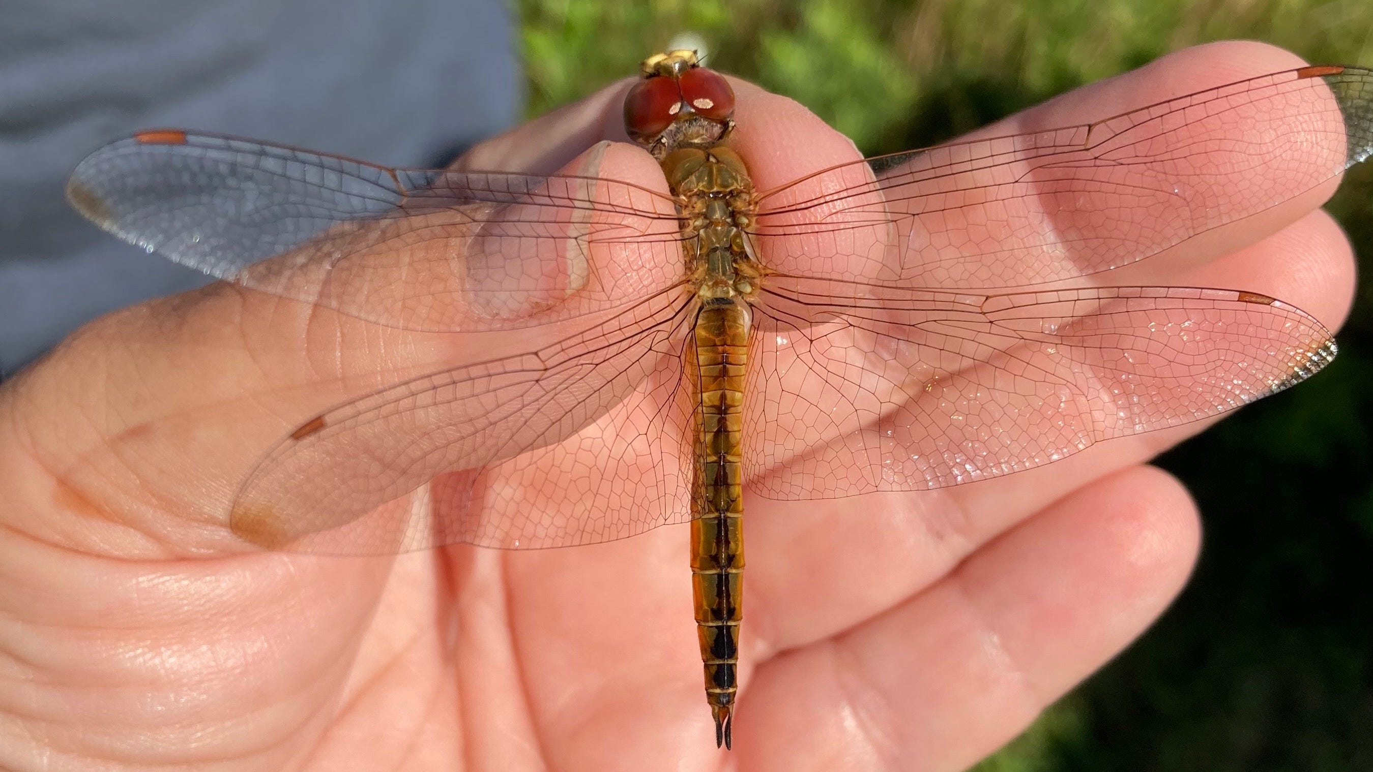 Detail Images Of A Dragonfly Nomer 36