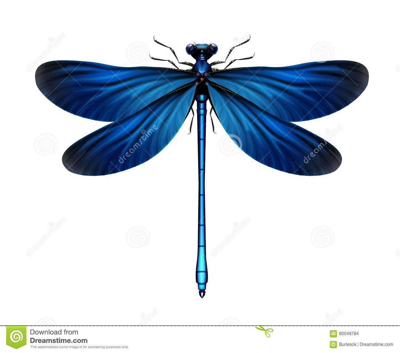 Detail Images Of A Dragonfly Nomer 40