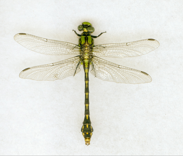 Detail Images Of A Dragonfly Nomer 41