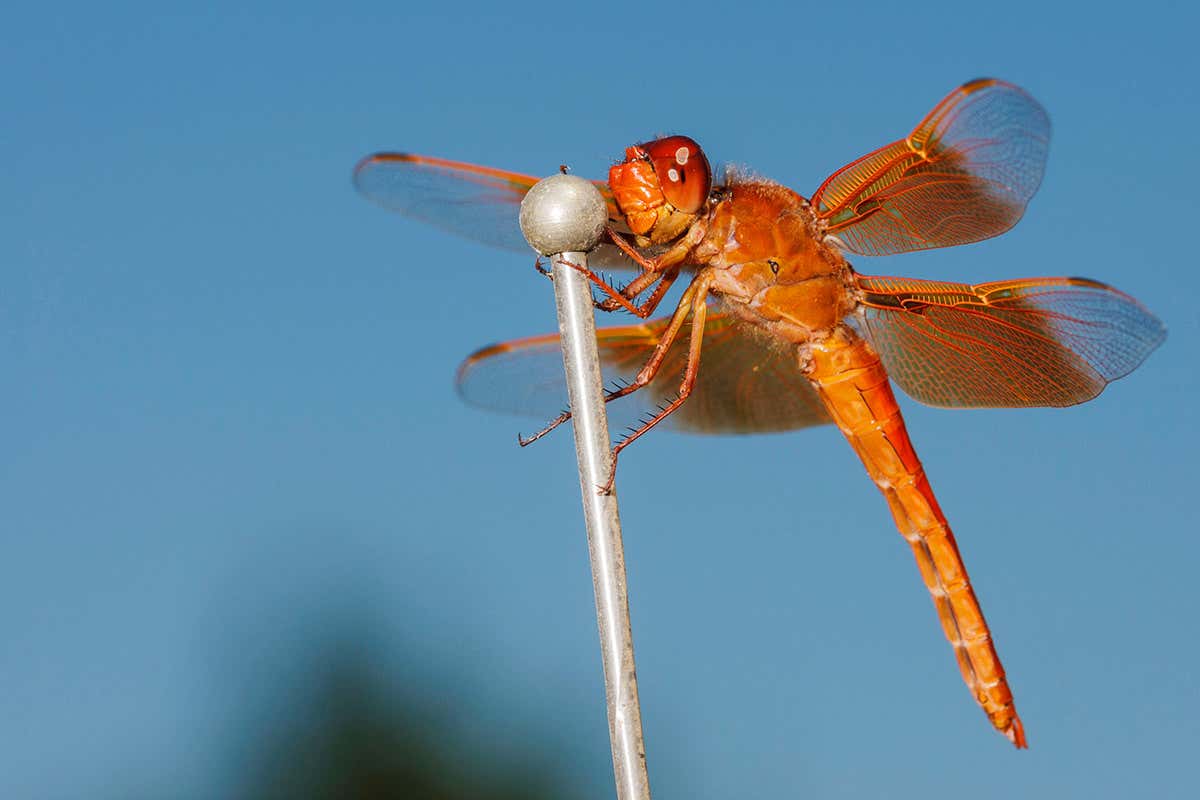 Detail Images Of A Dragonfly Nomer 42