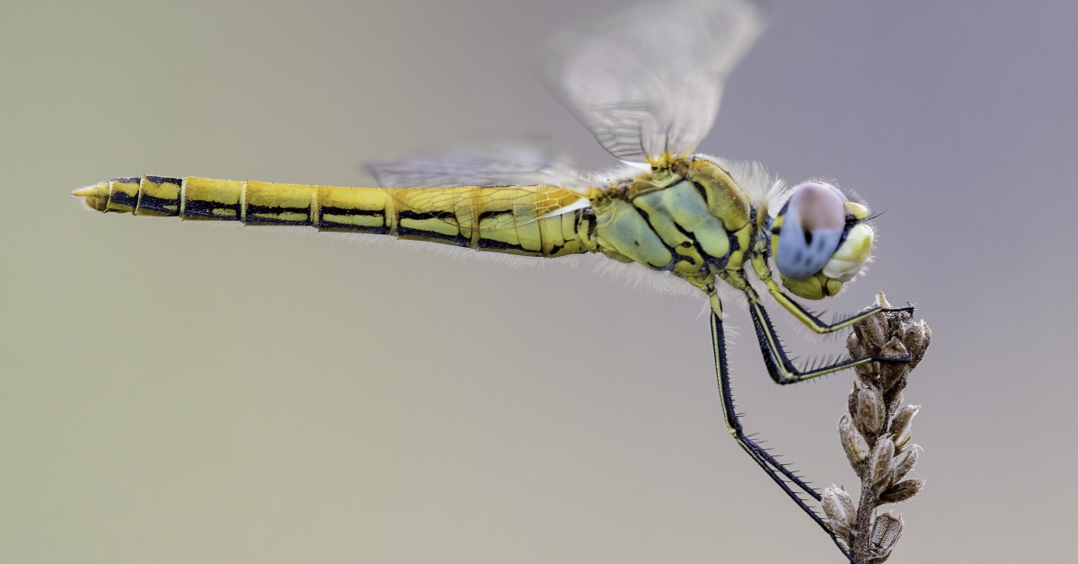 Detail Images Of A Dragonfly Nomer 43