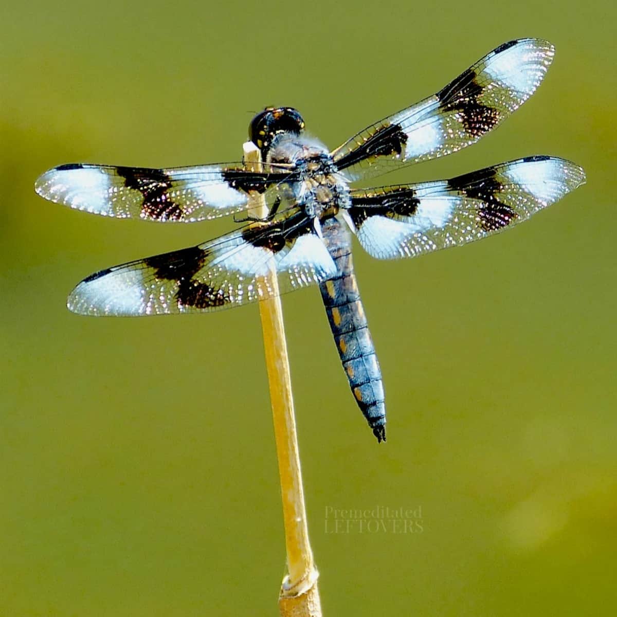 Detail Images Of A Dragonfly Nomer 46