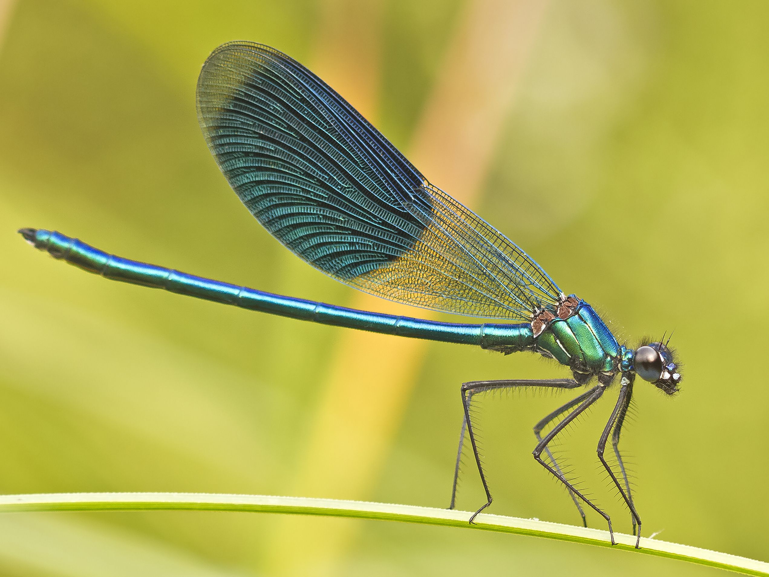 Detail Images Of A Dragonfly Nomer 6