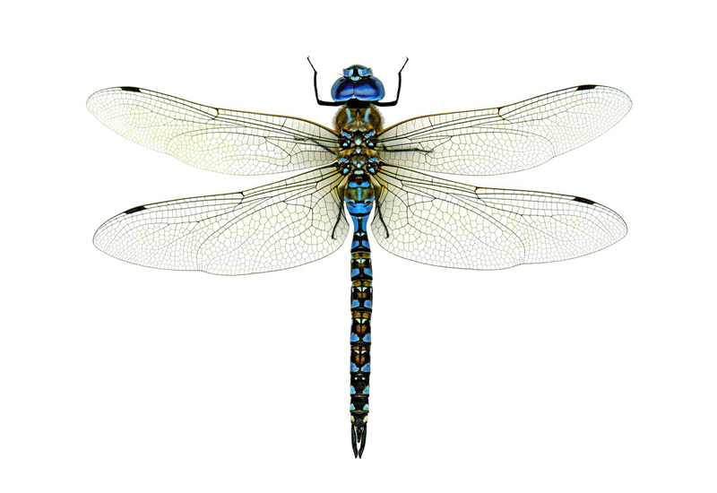 Detail Images Of A Dragonfly Nomer 48