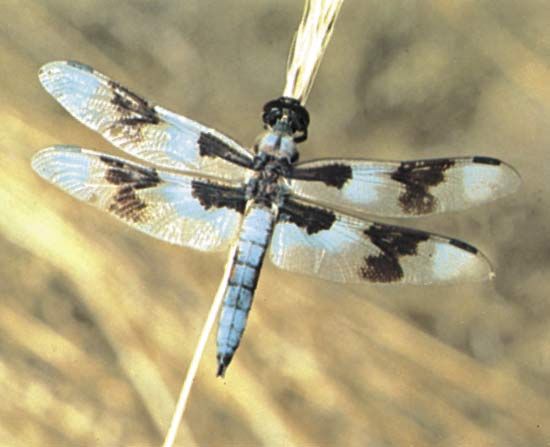 Detail Images Of A Dragonfly Nomer 49