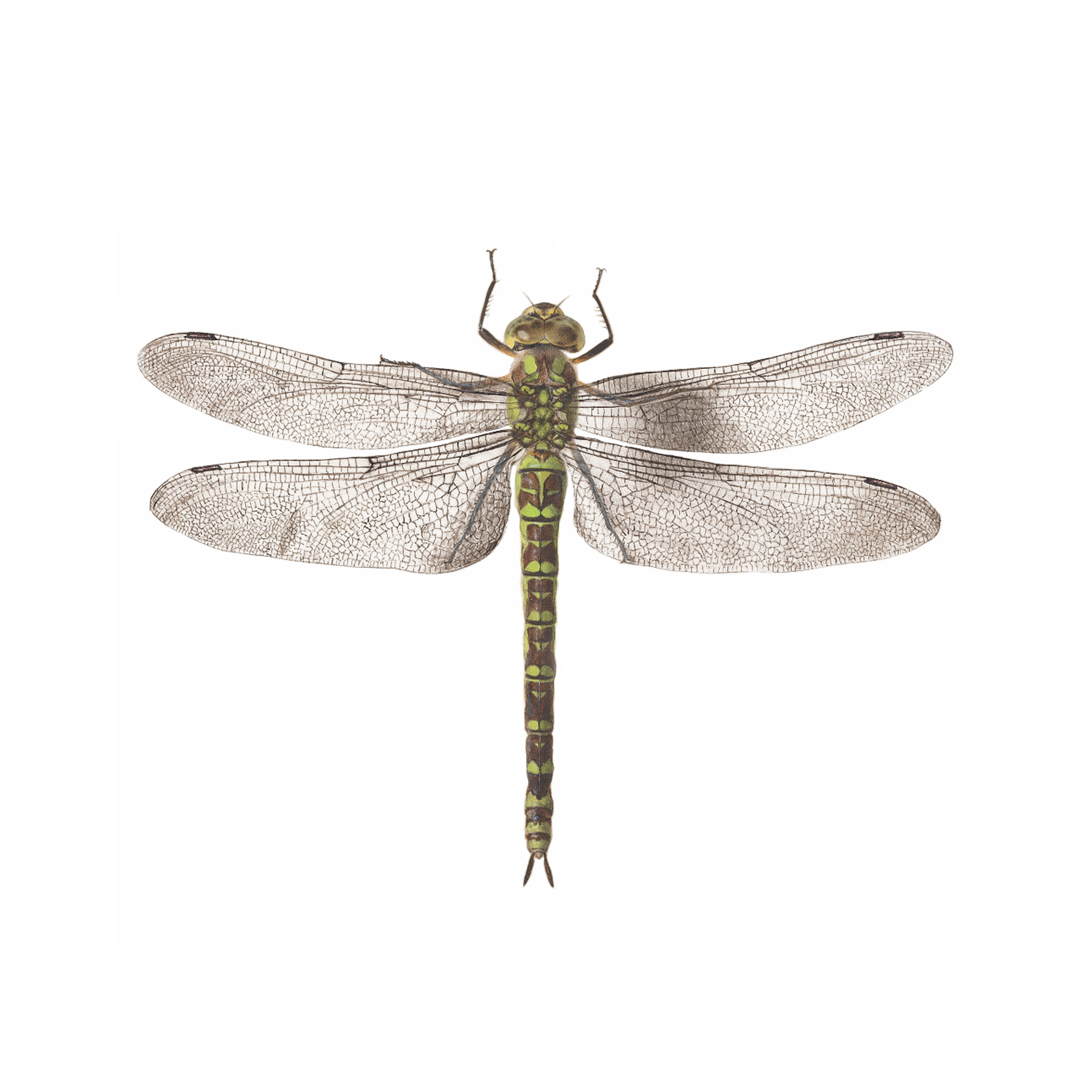 Detail Images Of A Dragonfly Nomer 51