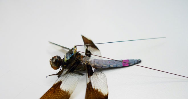 Detail Images Of A Dragonfly Nomer 53