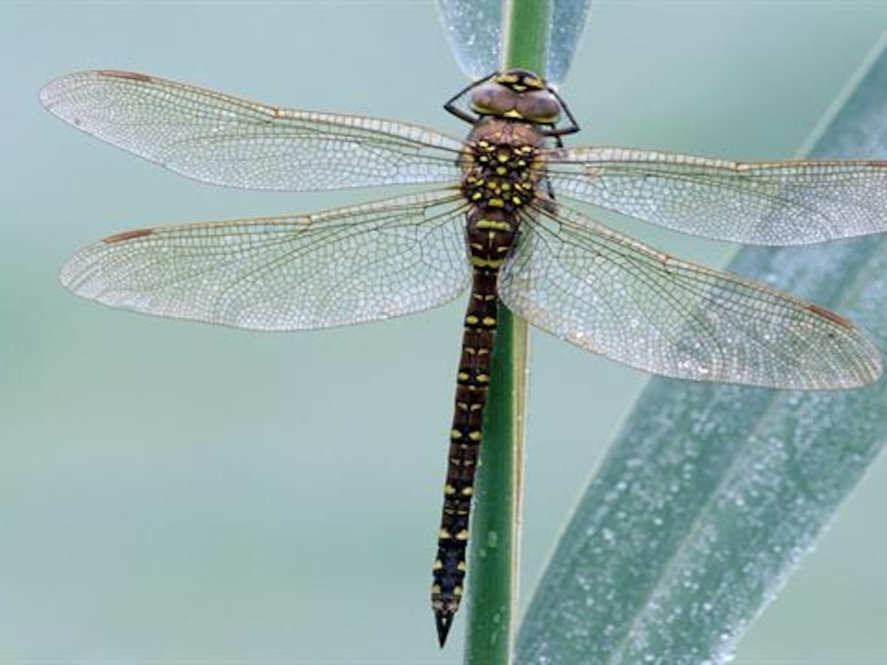 Detail Images Of A Dragonfly Nomer 9