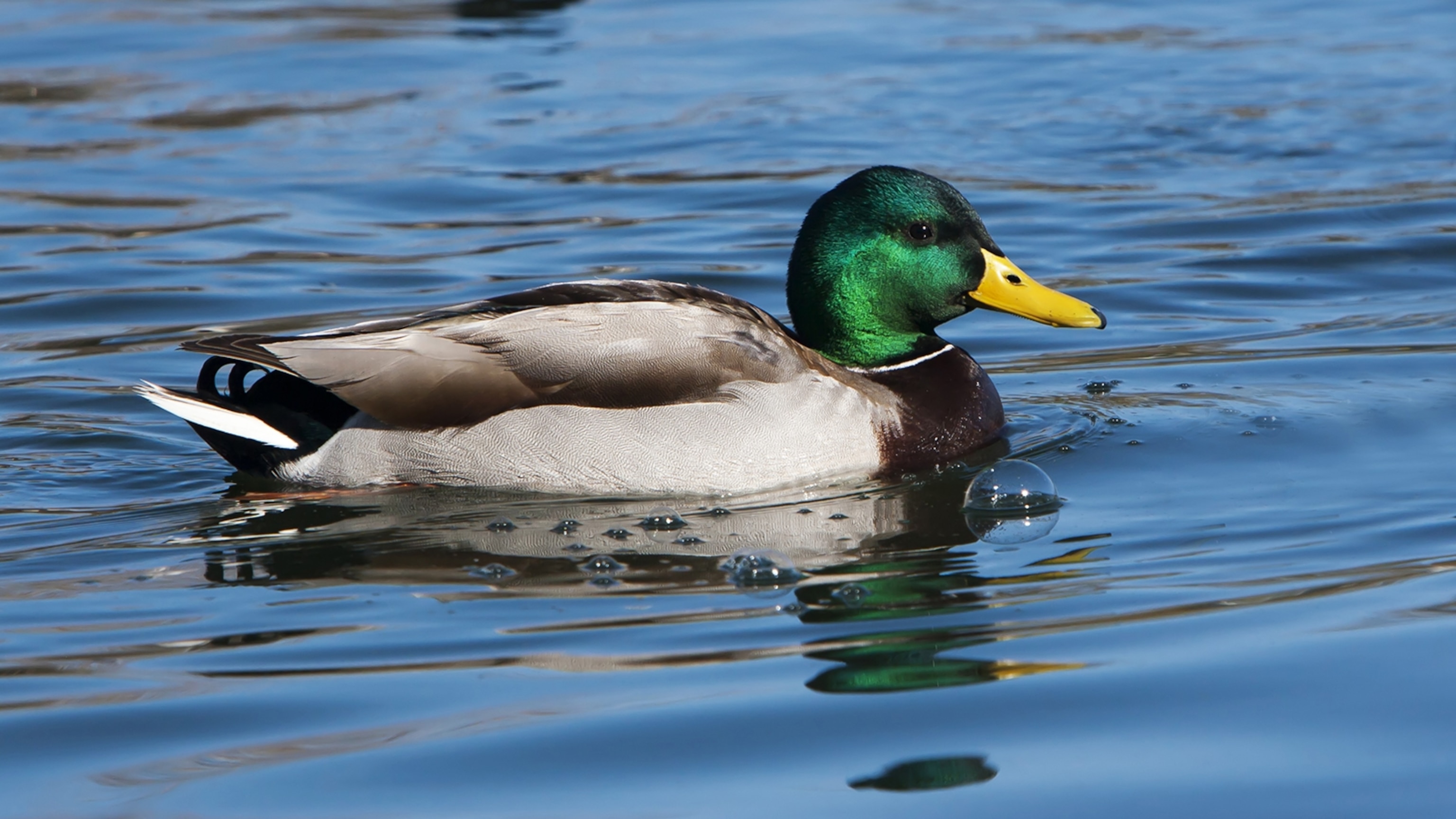 Detail Images Of A Duck Nomer 11