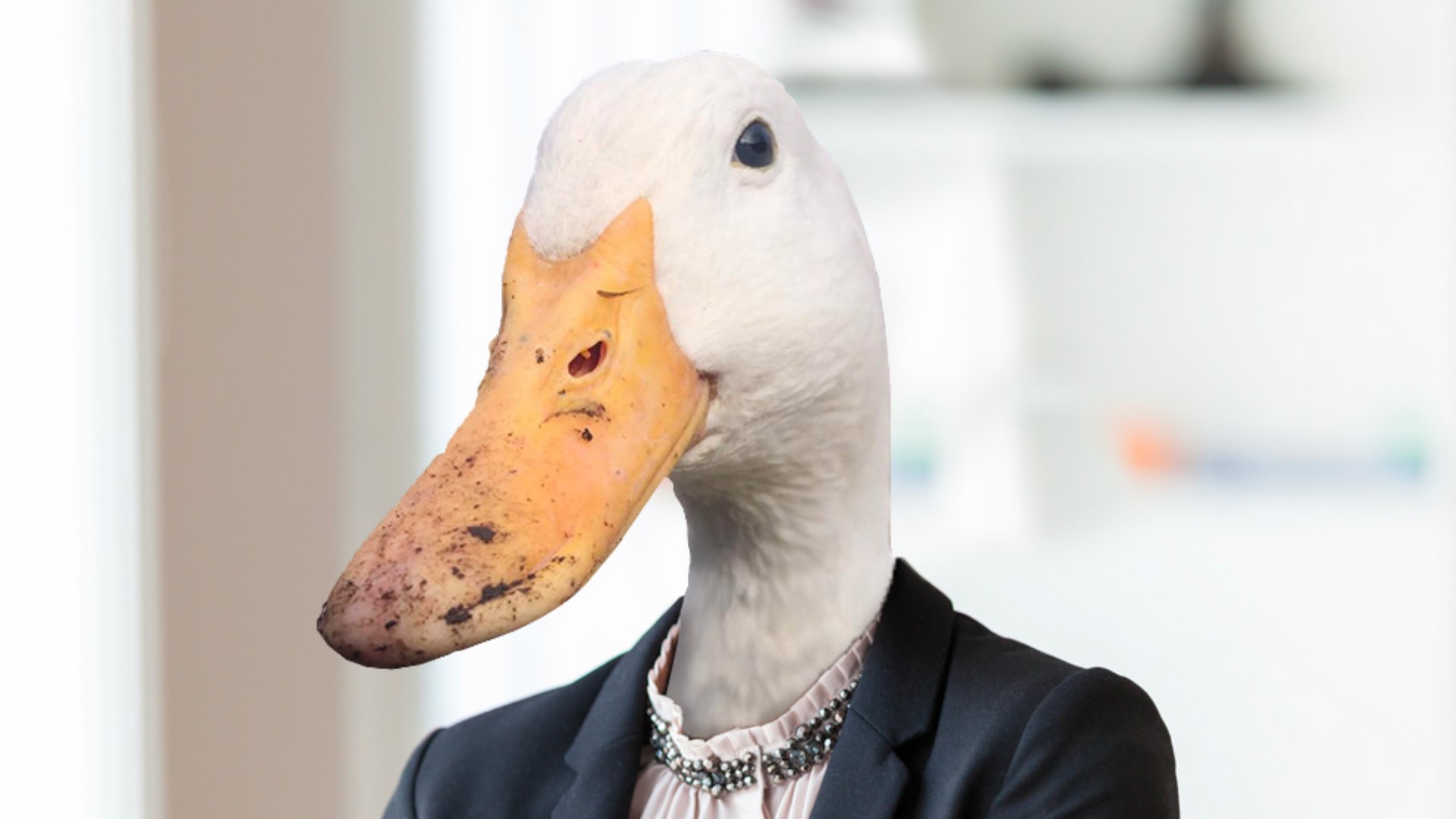 Detail Images Of A Duck Nomer 12