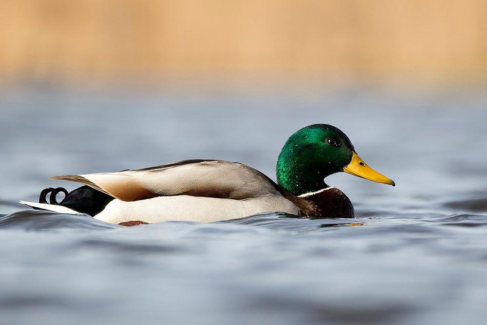 Detail Images Of A Duck Nomer 14