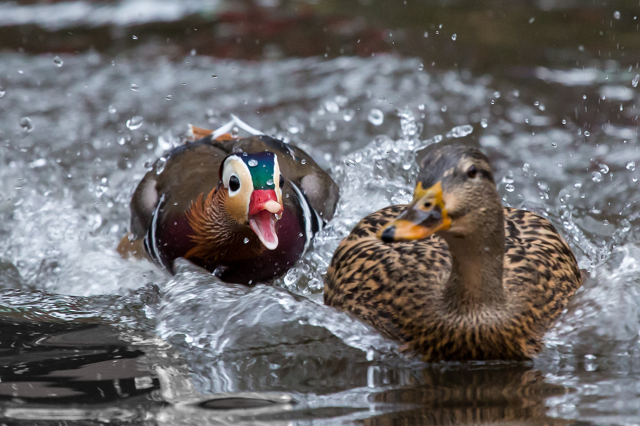Detail Images Of A Duck Nomer 15
