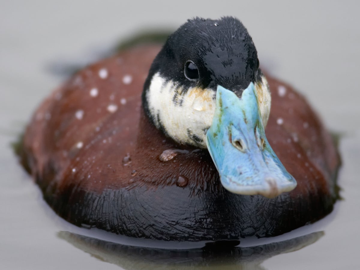Detail Images Of A Duck Nomer 16