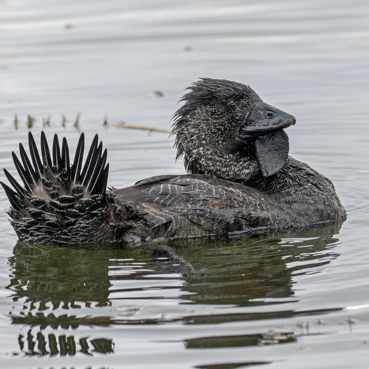 Detail Images Of A Duck Nomer 21