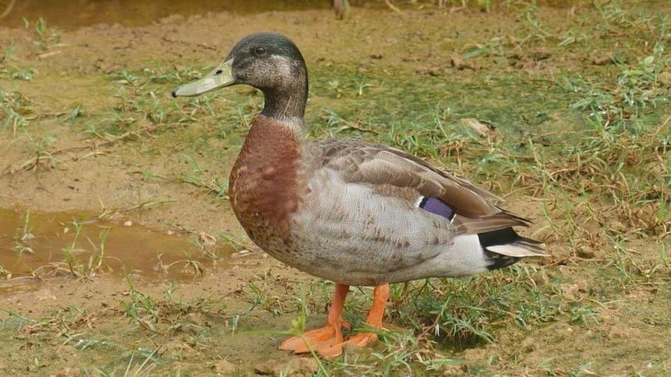 Detail Images Of A Duck Nomer 24