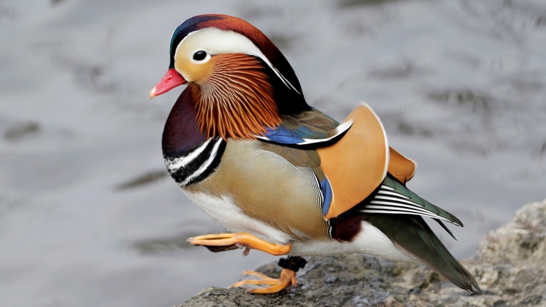 Detail Images Of A Duck Nomer 29