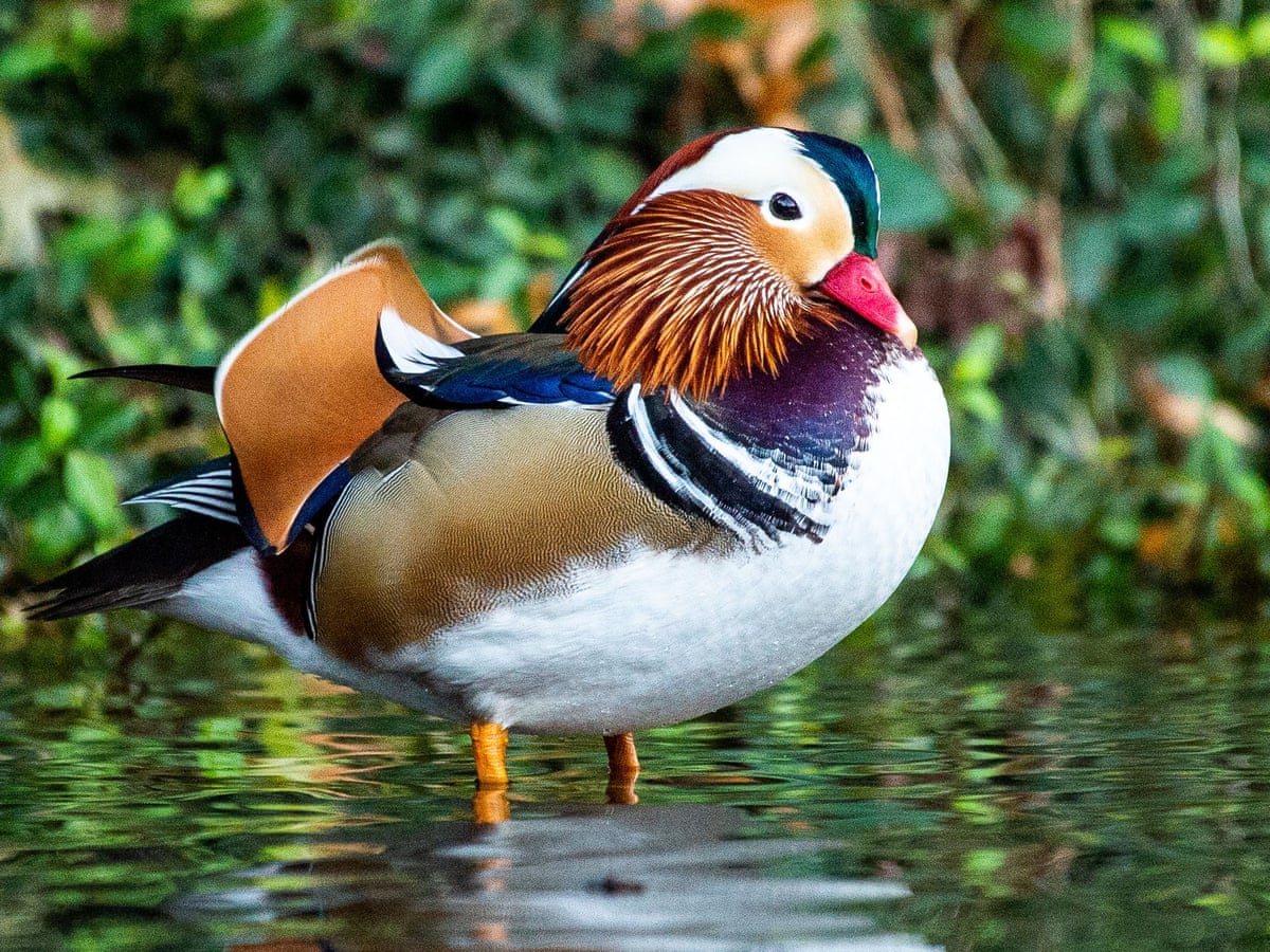 Detail Images Of A Duck Nomer 32