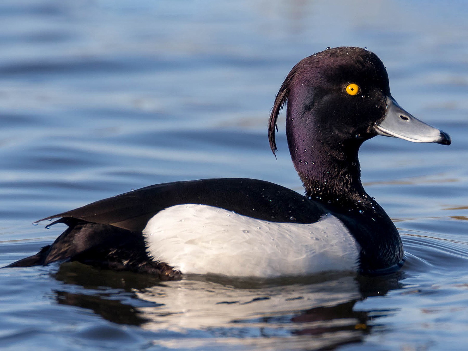 Detail Images Of A Duck Nomer 33