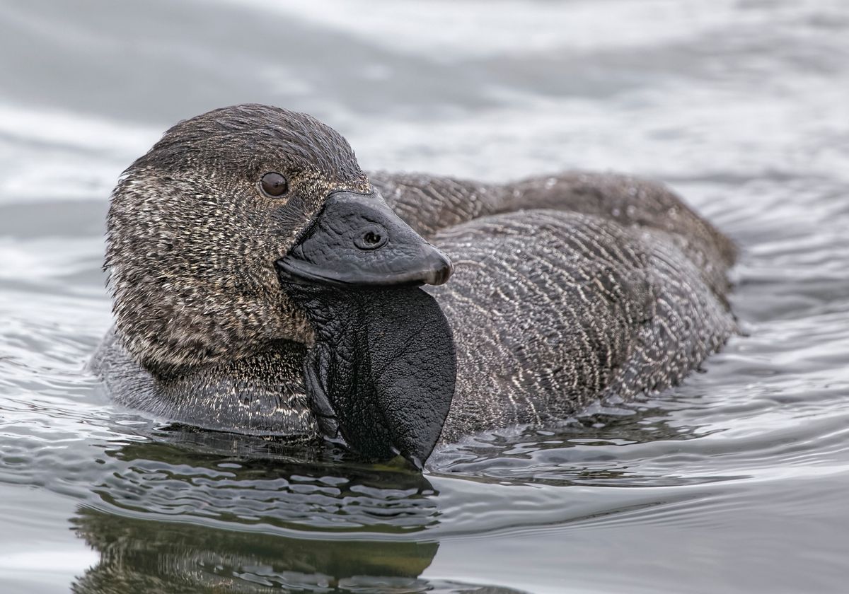 Detail Images Of A Duck Nomer 35