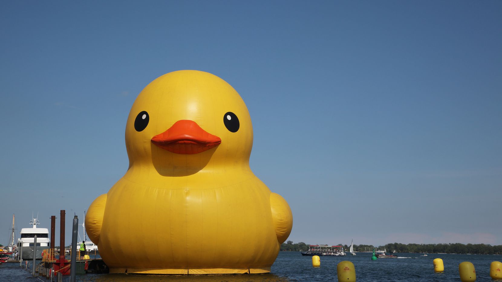 Detail Images Of A Duck Nomer 41