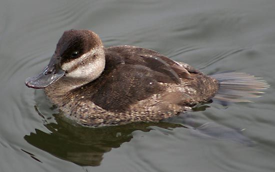 Detail Images Of A Duck Nomer 46