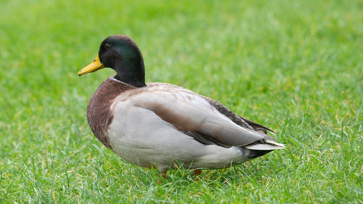 Detail Images Of A Duck Nomer 47