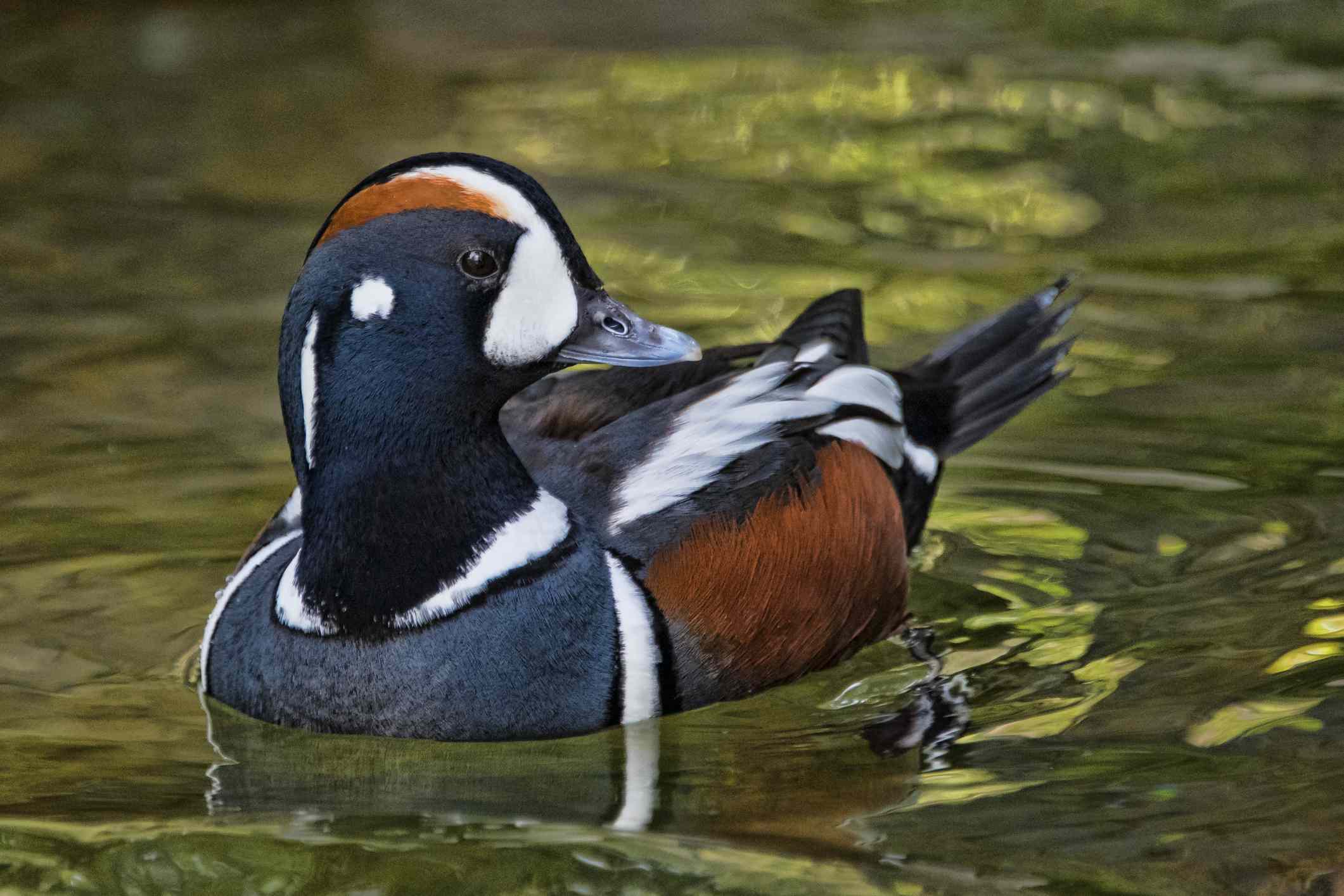 Detail Images Of A Duck Nomer 49