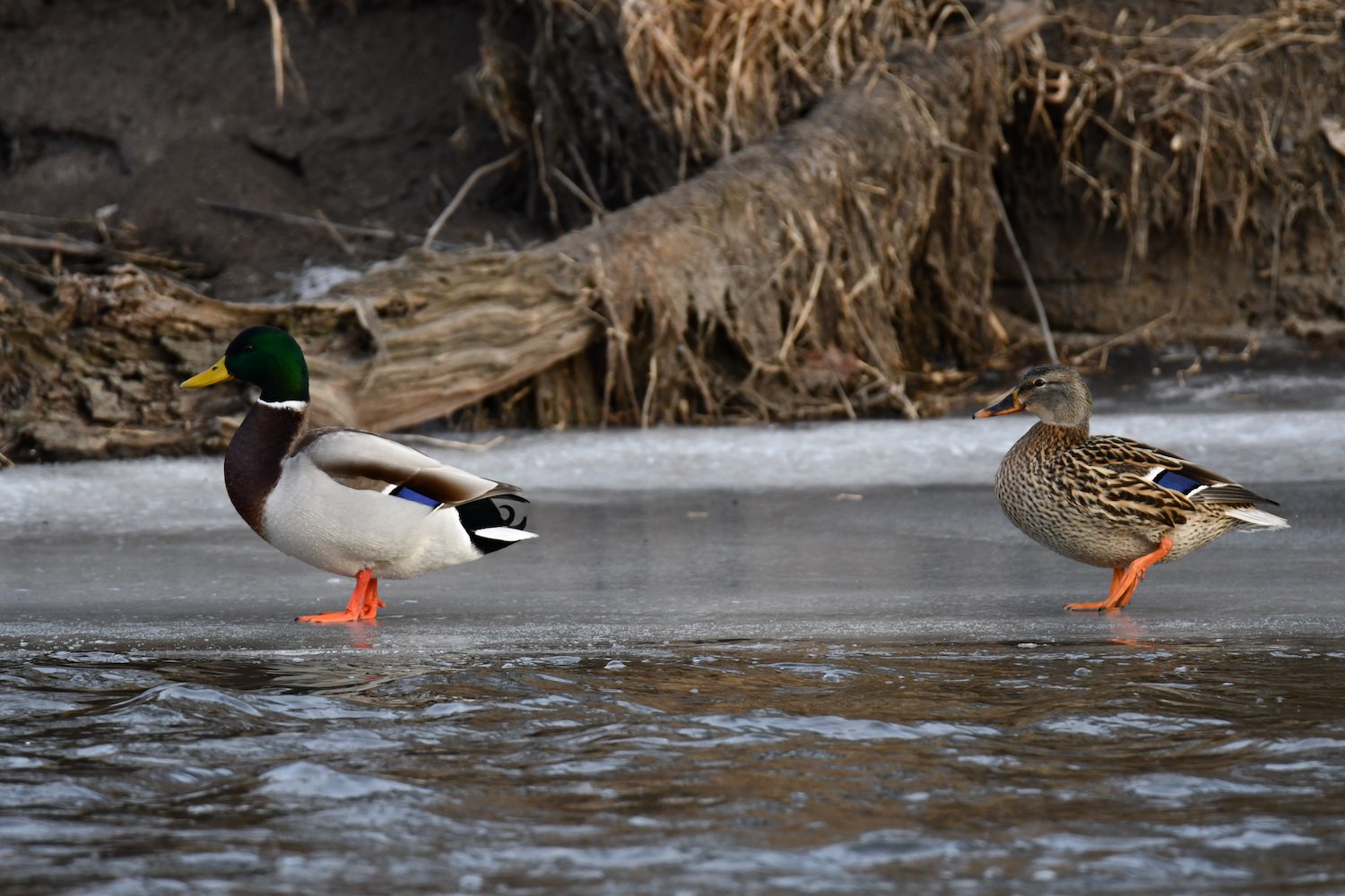 Detail Images Of A Duck Nomer 50