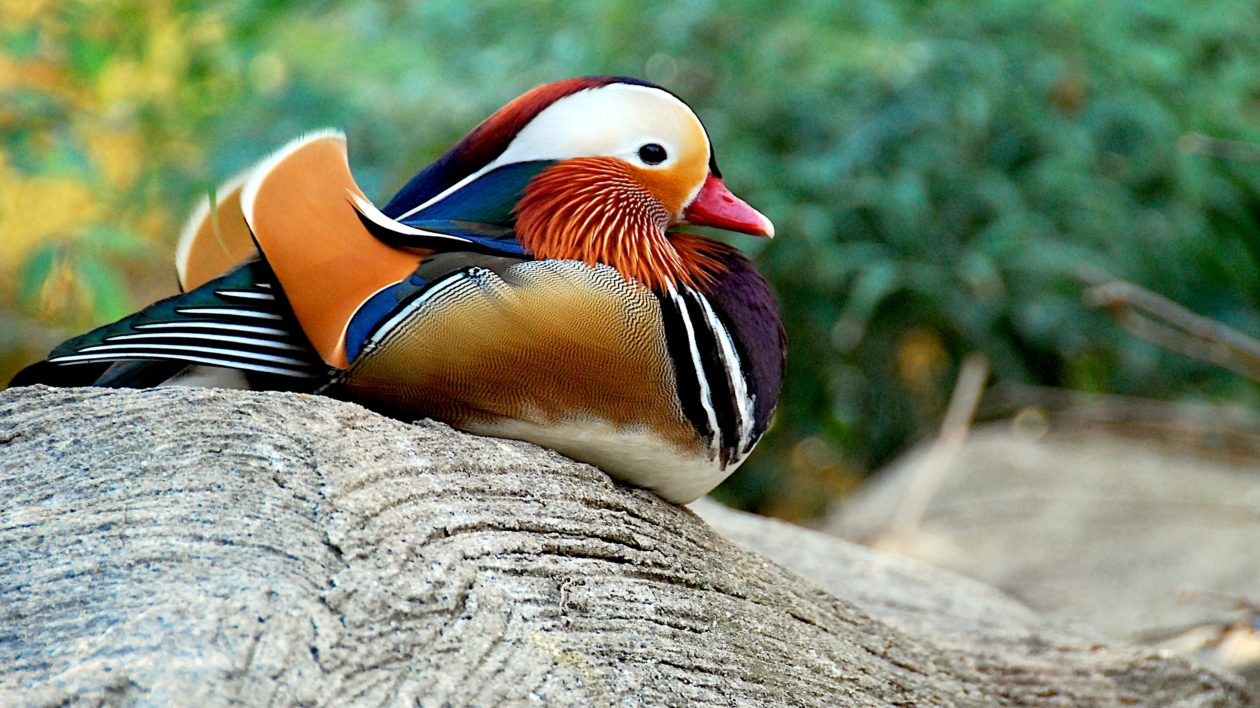 Detail Images Of A Duck Nomer 52
