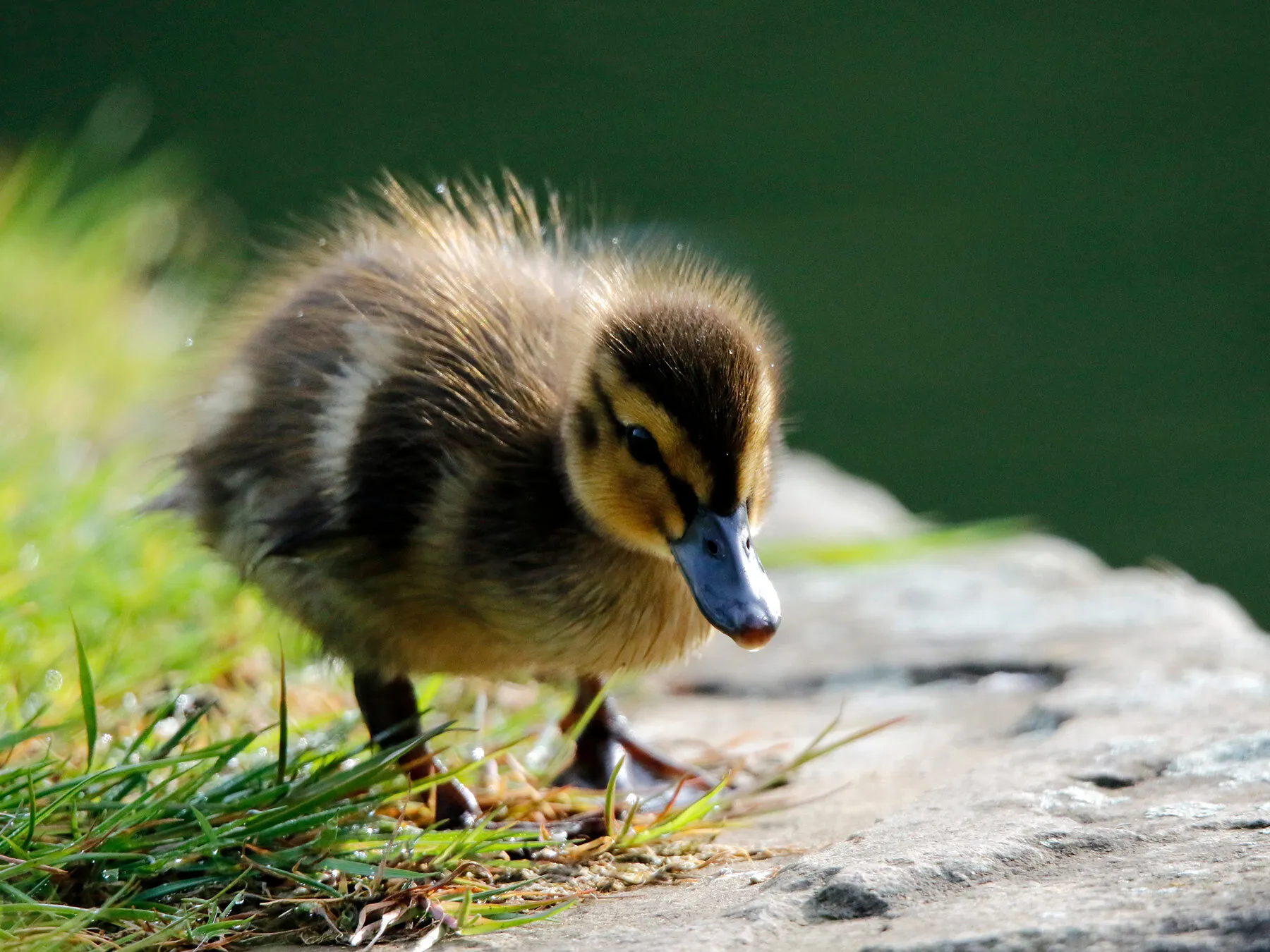 Detail Images Of A Duck Nomer 53
