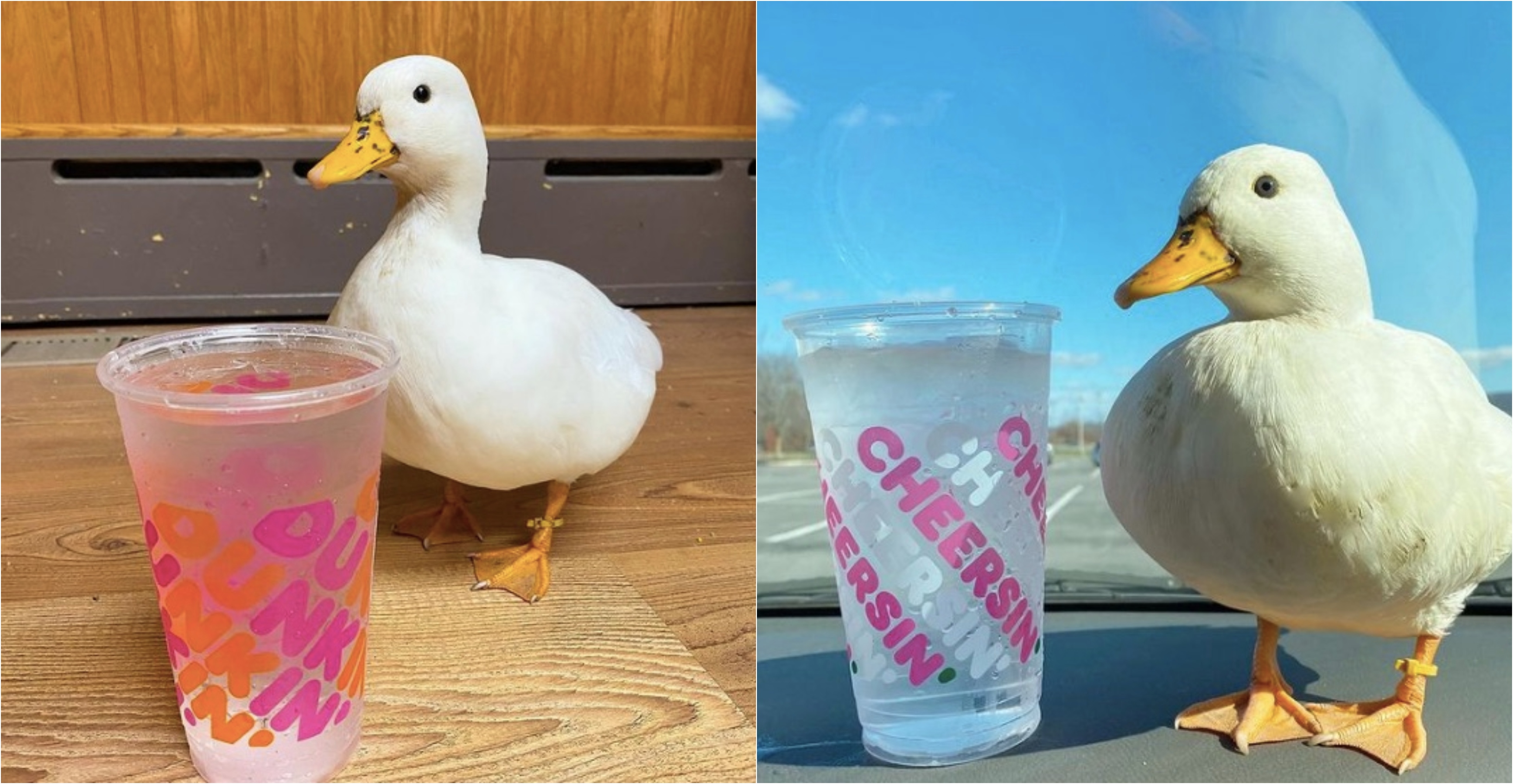 Detail Images Of A Duck Nomer 54
