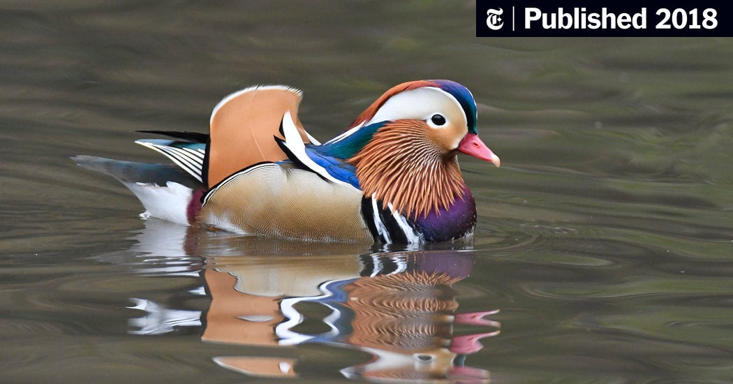 Detail Images Of A Duck Nomer 55