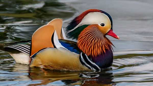 Detail Images Of A Duck Nomer 57