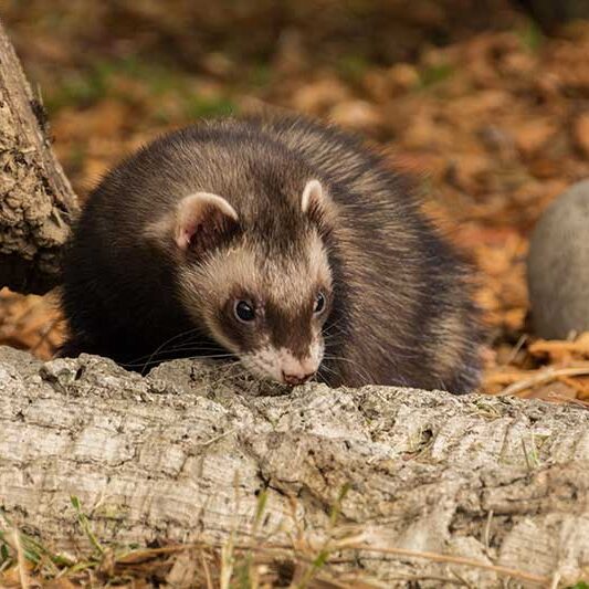 Detail Images Of A Ferret Nomer 42