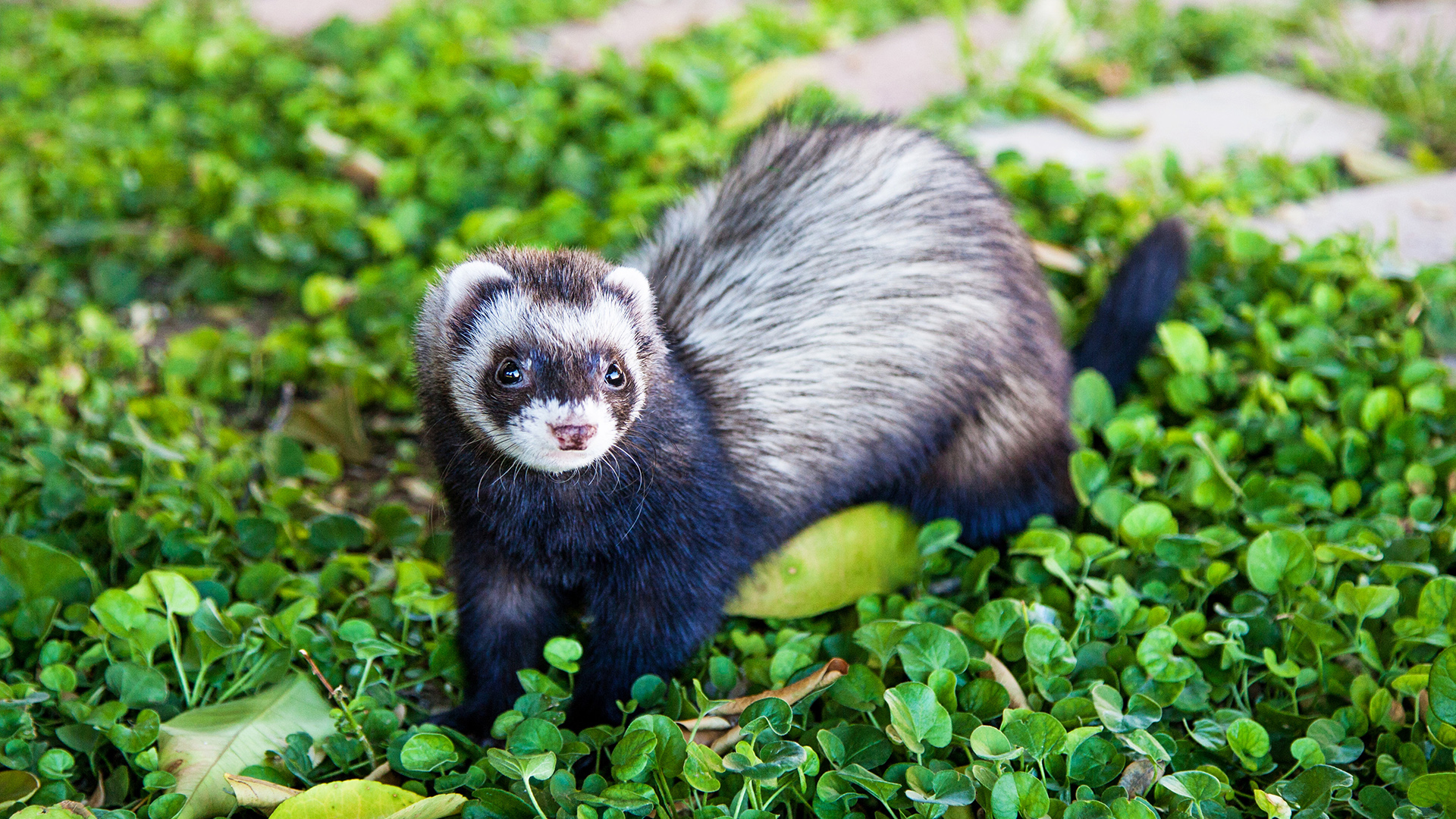 Detail Images Of A Ferret Nomer 48