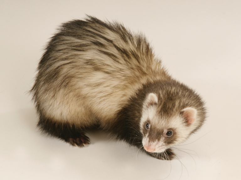 Detail Images Of A Ferret Nomer 7