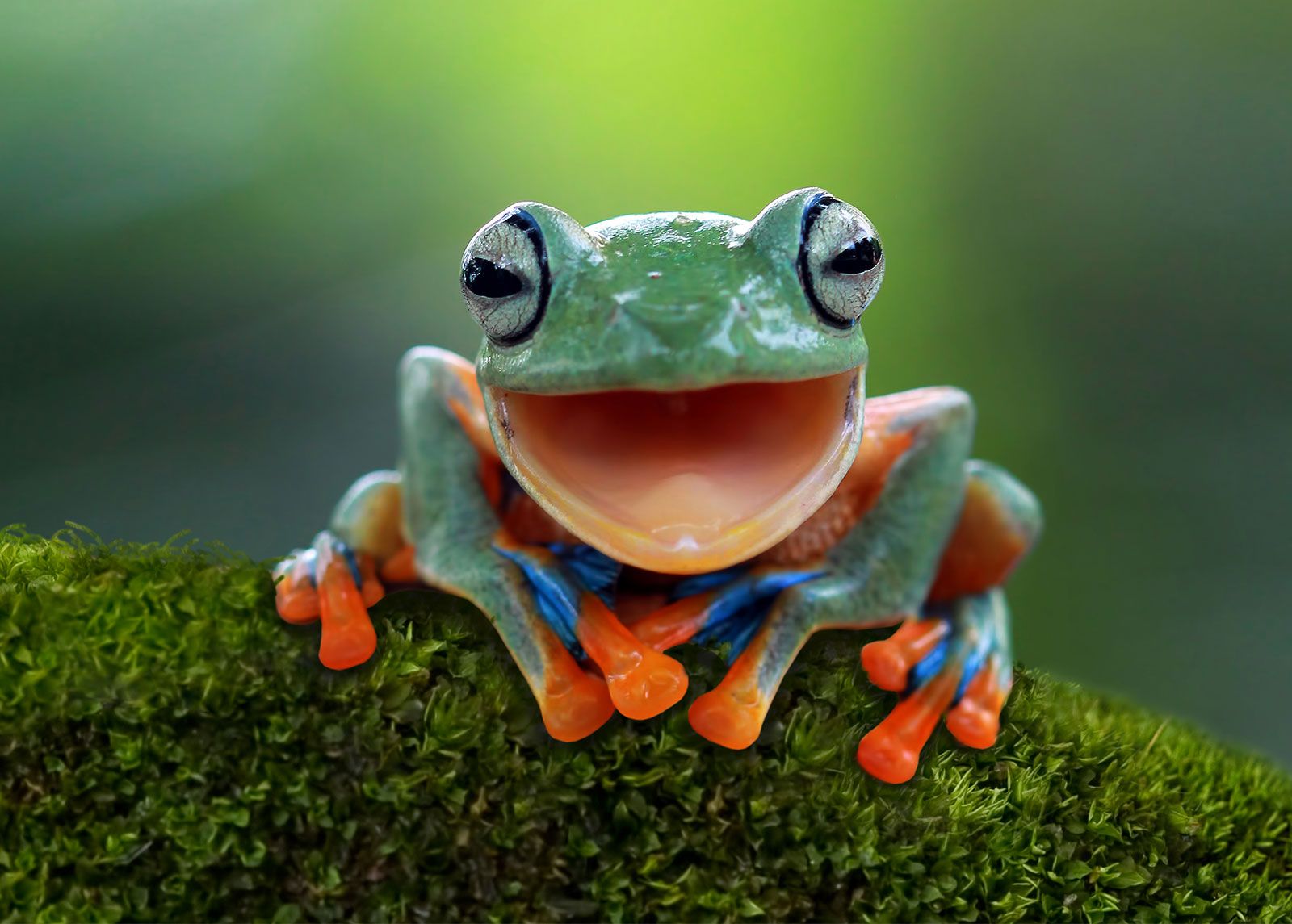 Images Of A Frog - KibrisPDR