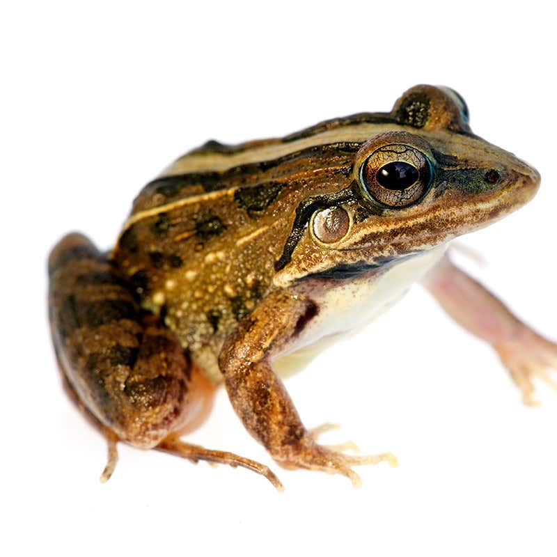 Detail Images Of A Frog Nomer 15