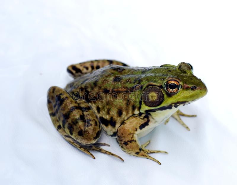 Detail Images Of A Frog Nomer 49