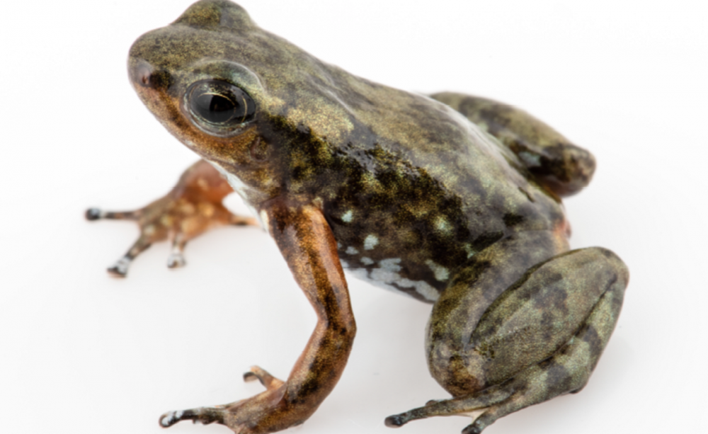 Detail Images Of A Frog Nomer 50