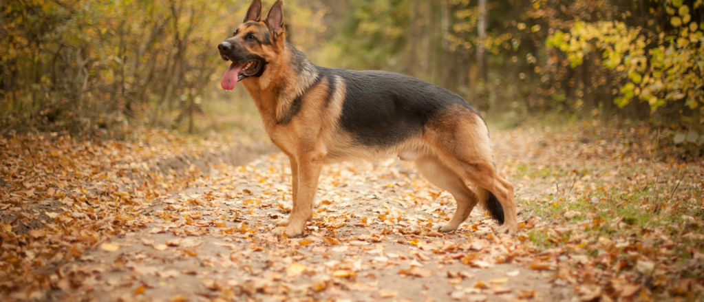 Detail Images Of A German Shepherd Nomer 17