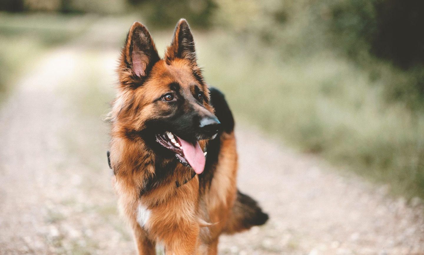 Detail Images Of A German Shepherd Nomer 34