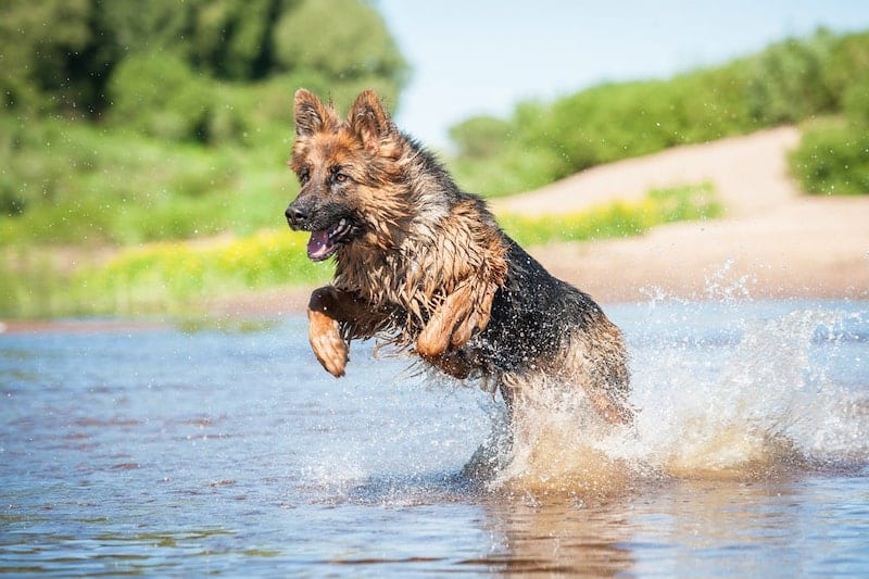 Detail Images Of A German Shepherd Nomer 51