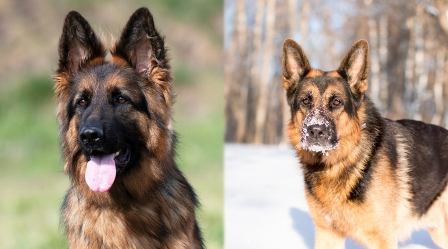 Detail Images Of A German Shepherd Nomer 57