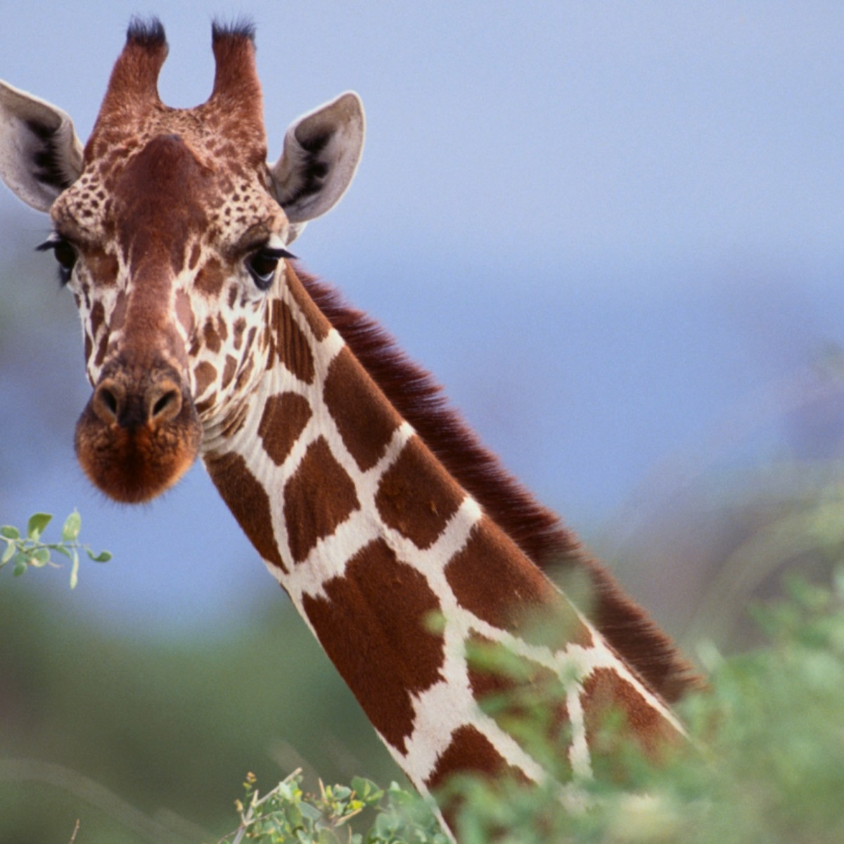 Images Of A Giraffe - KibrisPDR