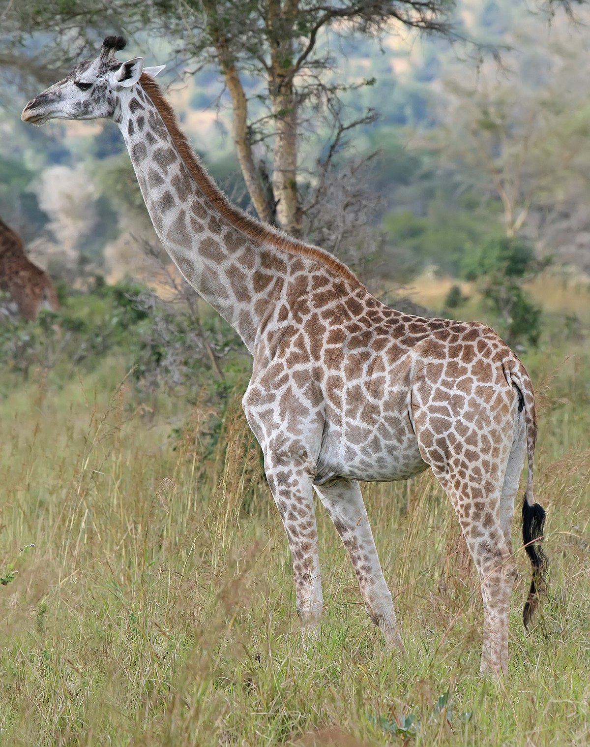 Detail Images Of A Giraffe Nomer 2
