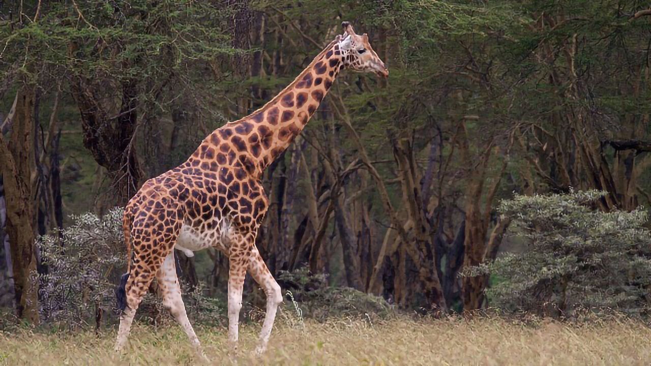 Detail Images Of A Giraffe Nomer 26